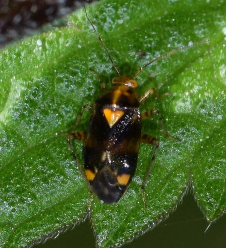 Liocoris tripustulatus